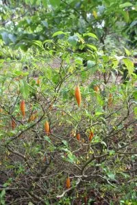 Chili peppers growing on lush green bush.